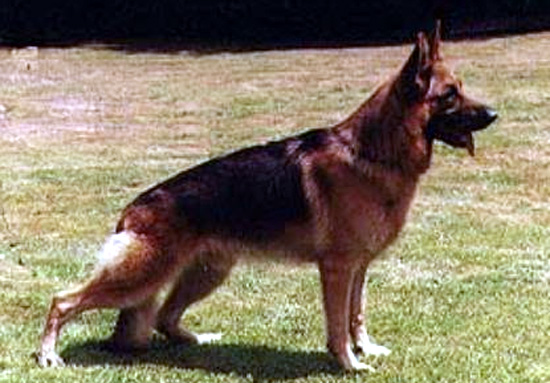 German Shepherd Retired Male Dog Vedor