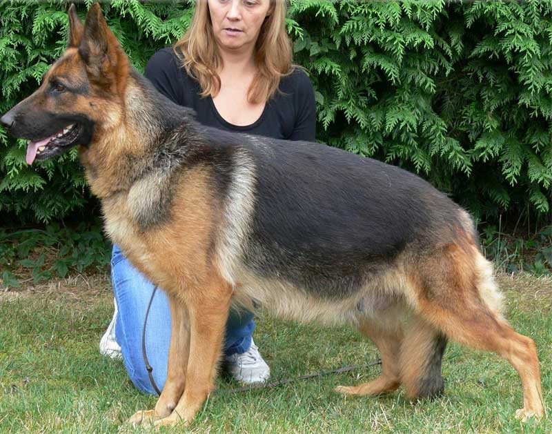 German Shepherd Retired Female Dog