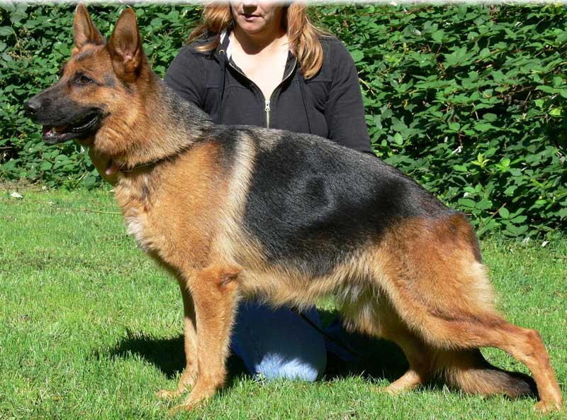 German Shepherd Retired Female Dog