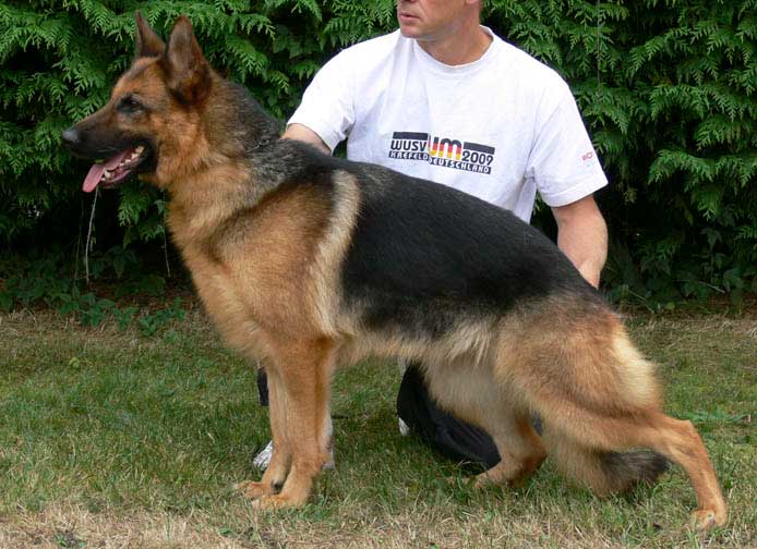 German Shepherd Retired Female Dog