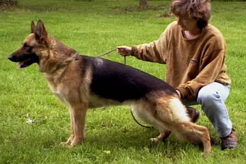 German Shepherd Retired Female Dog