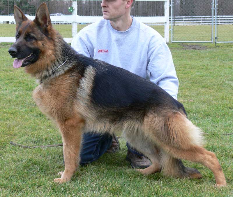 German Shepherd Retired Female Dog