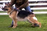 German Shepherd Retired Female Dog