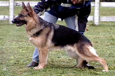 German Shepherd Retired Female Dog