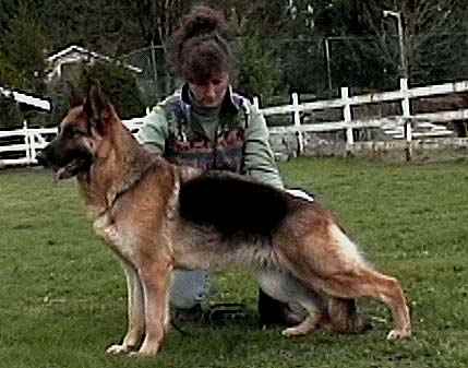 German Shepherd Retired Female Dog