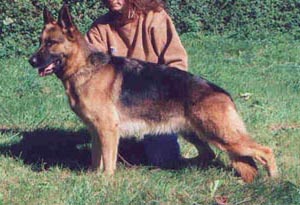 German Shepherd Retired Female Dog