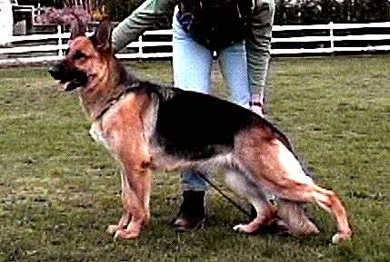 German Shepherd Retired Female Dog