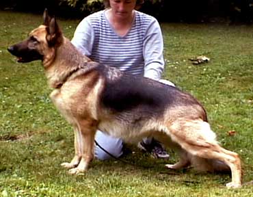 German Shepherd Retired Female Dog