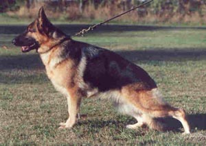 German Shepherd Retired Female Dog