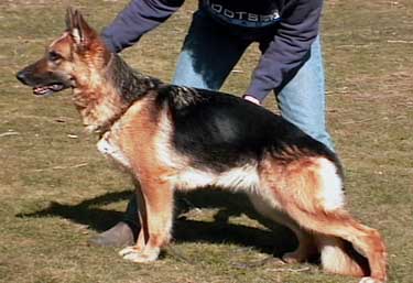 German Shepherd Retired Female Dog