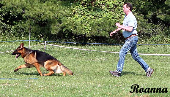 German Shepherd Dogs Accomplishments