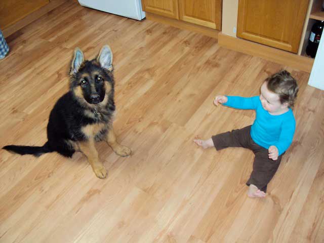 German Shepherd Dogs with Children