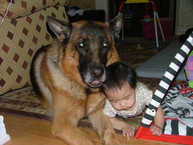 German Shepherd Dogs with Children