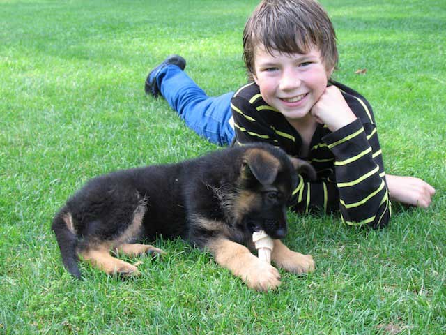 German Shepherd Dogs with Children