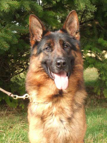 Stud German Shepherd Dog