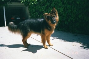 Long Haired German Shepherd Dog