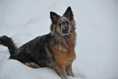 Long Haired German Shepherd Dog