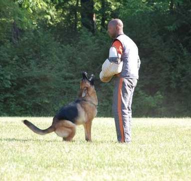 German Shepherd Dogs Accomplishments