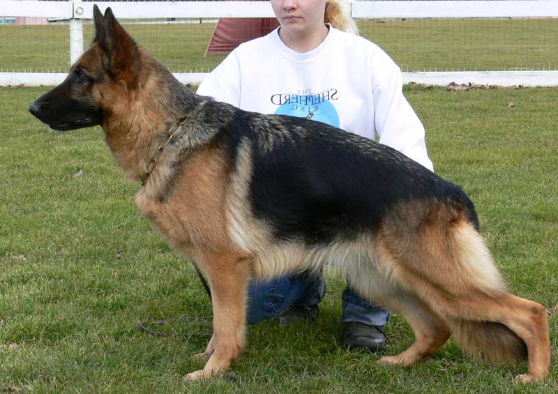 German Shepherd Retired Female Dog