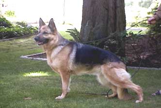 German Shepherd Retired Female Dog