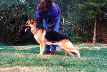 German Shepherd Retired Female Dog