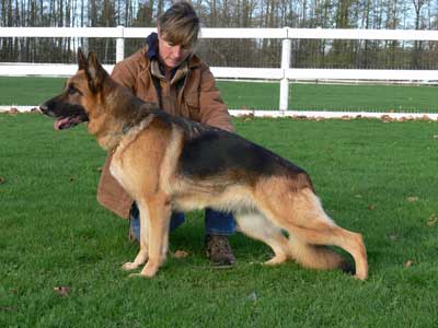 German Shepherd Retired Female Dog