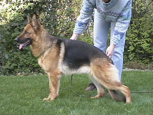 German Shepherd Retired Female Dog