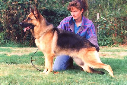 German Shepherd Retired Female Dog