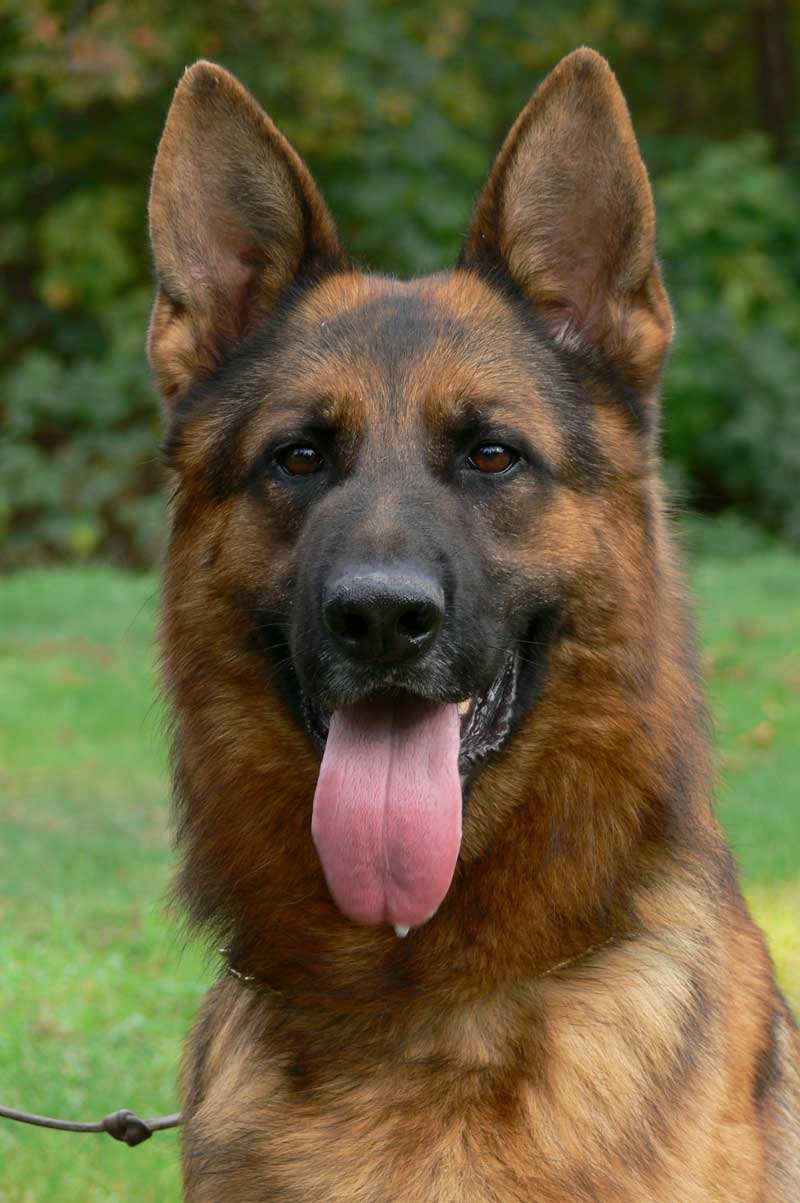 Stud German Shepherd Dog