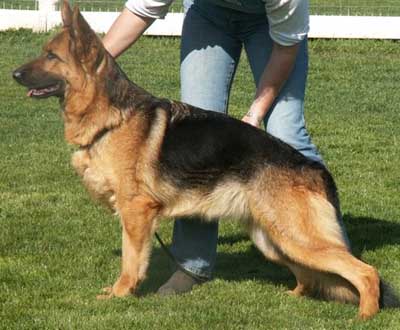 German Shepherd Retired Female Dog