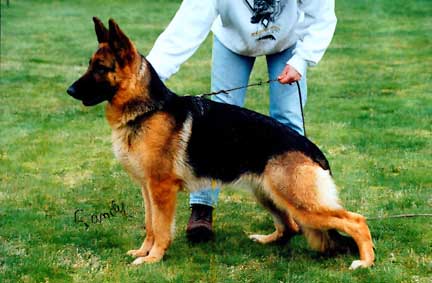 German Shepherd Retired Female Dog