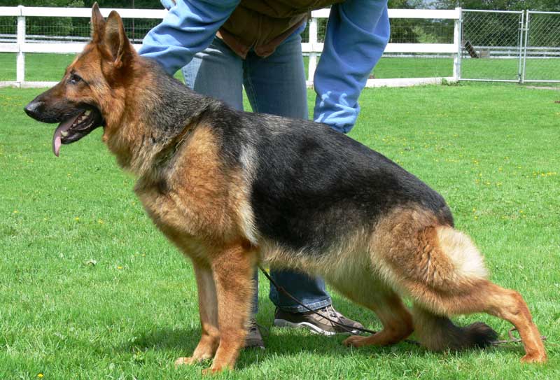 German Shepherd Retired Female Dog