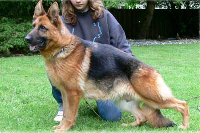 German Shepherd Retired Female Dog