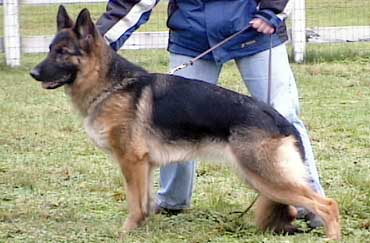 German Shepherd Retired Female Dog